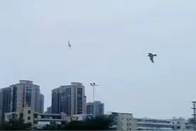 闹市上空甩掉老鹰，顺利寻回主人，温州小伙讲述玄凤鹦鹉历险记图片