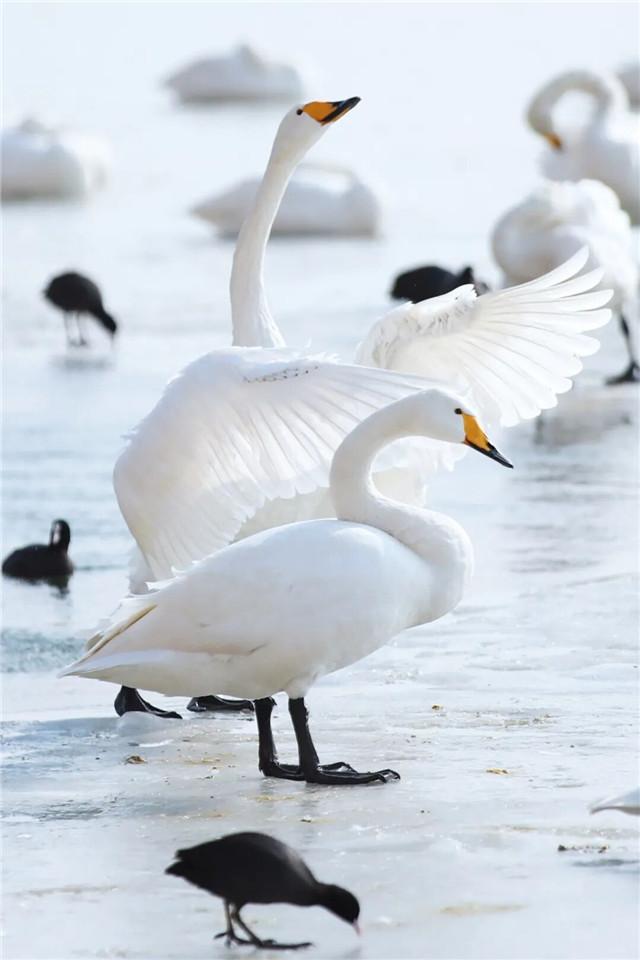落雪的那香海，是冬日路过人间的情书