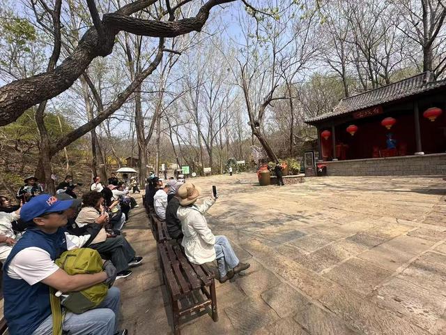 春染兰陵花正好，与临沂文旅共赴一场“花事盛宴”