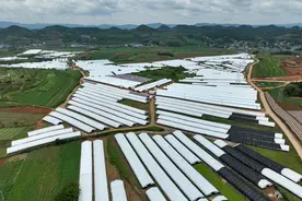 毕节威宁：400个平菇大棚采摘忙 日均出菇20吨图片