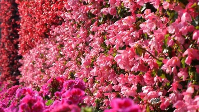 楚雄版“莫奈花园”藏不住啦！让你“五一”假期一次看过瘾