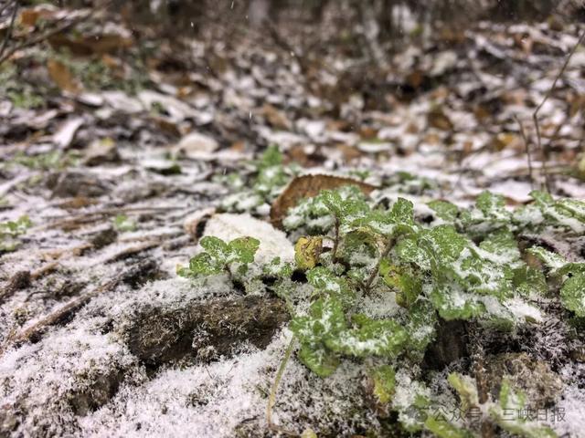 此刻，武汉真的下雪了！