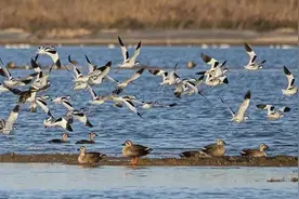 上海崇明“人鸟争食”何解？检察机关推动各方寻找最优解图片