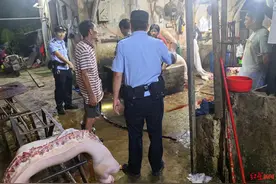 记者暗访揭阳生猪黑屠宰点：宰杀猪肉随地乱丢，污水横流，疑为多地非法中转站图片