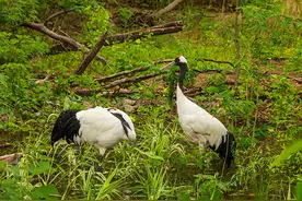 北京动物园“五一”添新宠！8种21只珍贵动物全新亮相图片