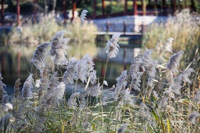 晴天赏“雪”！北坞公园又出片了