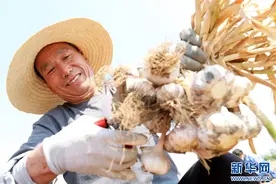 安徽淮北：“蒜”出致富路 丰产又丰收图片