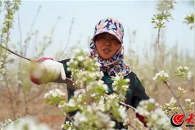 从“石头岭”到“花果山”——胶河南山，一株梨树带来的乡村振兴新变化图片