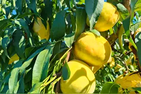 夏日蜜桃季，最后一波甜蜜！锦绣黄桃，树上熟，香气浓图片