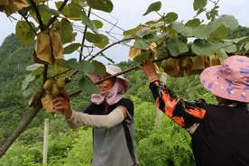 秋日贵州果香浓！走，去山野摘果果~图片