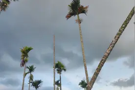 发黄的槟榔树：当致癌的水果患上“植物癌症”图片