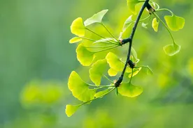 临沂：春日银杏叶青翠图片