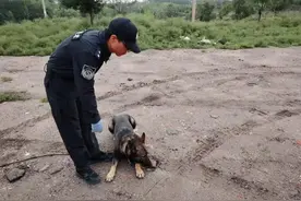 42只羊！不翼而飞？乌海警犬3小时找回图片