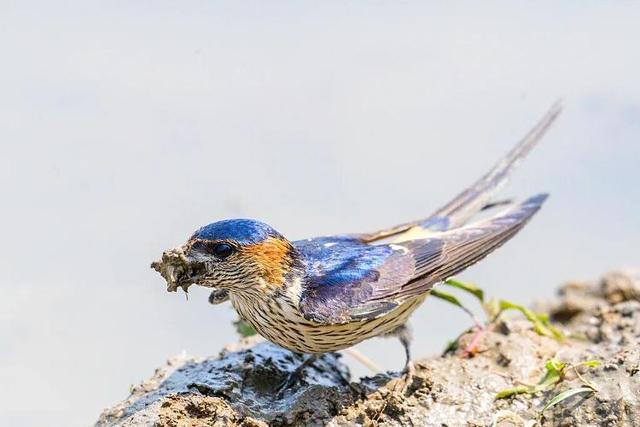 面对冻僵的燕子我们能做什么