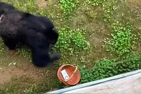 山东一大猩猩帮游客捡手机，动物园：还曾捡过鞋，是园中明星图片