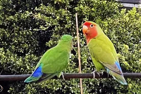 夜读 | 赵美宁：家有小小鸟图片