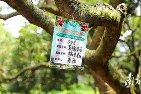 茂名实施“土特产定制”提升三年行动，农产品和好风光一起“卖”出去图片