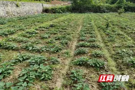 零陵：全力推进耕地恢复整治 守住粮食安全底线图片