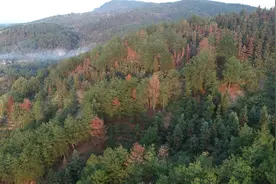 科创未来丨“松树癌症”一年致死数十万株松树，四川这样“对症下药”图片