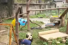 网红大熊猫“渝可”“渝爱”扑倒保育员！重庆动物园：均平安图片