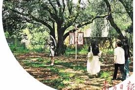 惠州荔枝不赶早图片