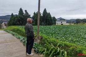 夫妻进城务工十年后回村种地，妻子意外卷入收割机死亡！司机赔偿取得谅解获缓刑图片