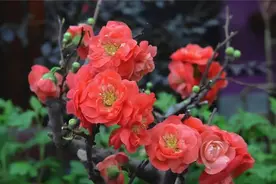 高新区（新市区）：游园纳福贺新春 市植物园缤纷活动乐不停图片