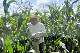 世界首创！崔村红京小糯玉米白亮甜开创玉米新时代图片