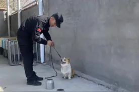 一只警犬带火一座城，柯警福仔从萌宠到搜爆“精英”的逆袭之路图片