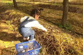 林下采菌忙，平谷区峪口新型集体林场已成为北京最大的赤松茸种植基地图片