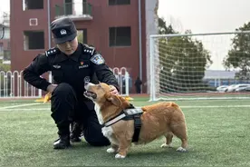 武汉一特警支队“团宠”柯基想当警犬，狗主人：它训练较多，是“勤奋型”狗狗图片