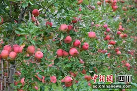 丹巴“美人脆”苹果迎丰收图片