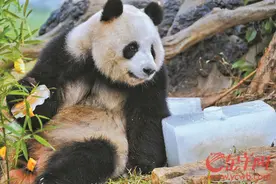 “广州动物园熊猫馆将扩建”消息 引发市民热议：只扩建熊猫馆，不多引进熊猫？图片