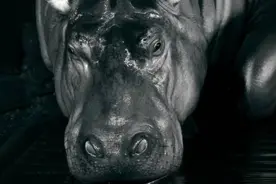 “七儿”昨天安静离世！国内最高寿！图片