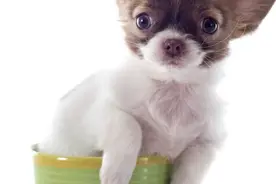 狗狗开口咬人了还能养吗？狗狗咬人该如何教育图片