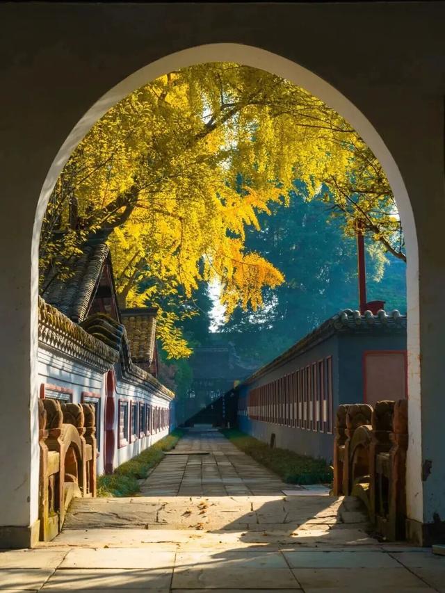 金灿灿！成都人的“顶流”上线，错过等一年！