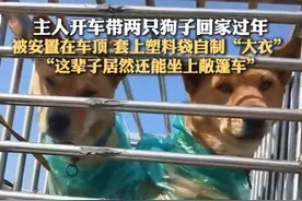 返乡狗狗在主人车顶有张专属坐票：自制塑料袋“大衣”，还坐上敞篷车图片
