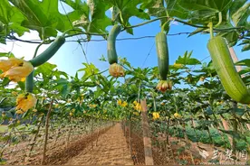 云梦丝瓜丰收季 “美人水”逗人爱图片