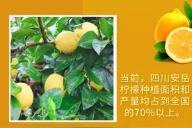 一张图带你了解安岳柠檬的“分量”图片