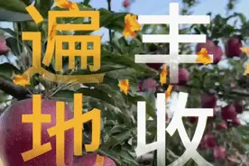 秀我中国｜秀我家乡：甘肃天水——品味甜蜜丰收季 土特产变网红果图片