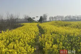 油菜花开春意浓，武汉东西湖新沟镇街千亩花田等你来图片
