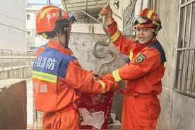 湖北多地刚出现！紧急提醒：见到蛇请立即报警图片