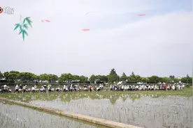 好吃的大米是这样种出来的！南农大院士下田忙，师生赶“端秧”图片