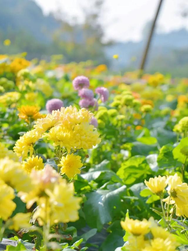 赏花、摘果、逛古镇，玩一天根本不够！