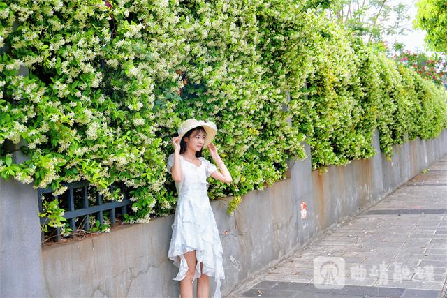 满墙花香醉行人！麒麟区风车茉莉绽放 成新晋网红打卡地