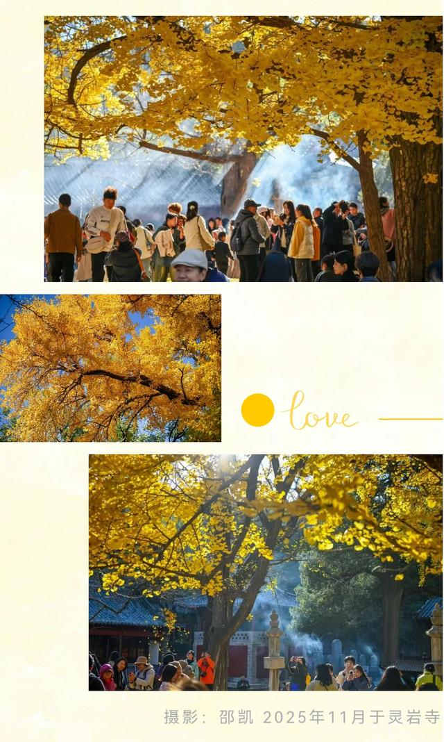 《2025济南赏银杏地图》出炉！一键收藏，赶快出发！