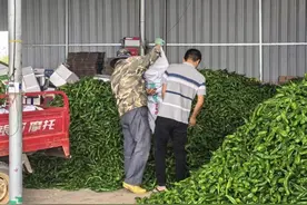 海南辣椒节后困局谁来解？图片