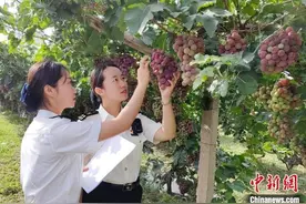 【甘快看】甘肃与越南贸易频繁 “甘味”农产品辐射东盟国家图片