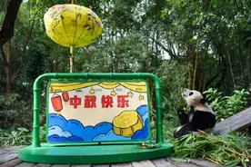 可可爱爱！大熊猫萌二代“妹猪”开启广州动物界中秋节庆图片