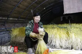 新春走基层｜小村蒜黄走俏新春市场图片